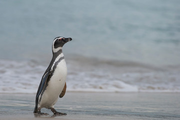 Magellanic Penguin (Spheniscus magellanicus) returning to land from the sea on a large sandy beach...