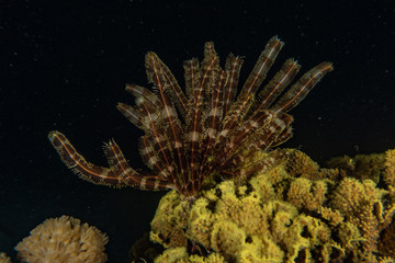Coral reefs and water plants in the Red Sea, Eilat Israel