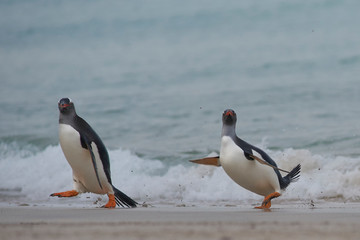 Obraz premium Gentoo Penguins (Pygoscelis papua) coming back to land after a day spent feeding at sea. Bleaker Island in the Falkland Islands.