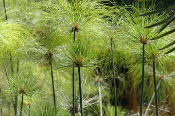 Spikes of papyrus sedges, Cyperus papyrus