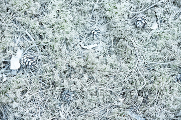 White texture. White painted moss, cones and spruce needles. Horizontal.