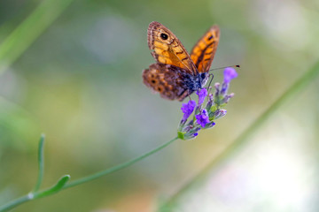 Beautiful butterfly sit on flowers lavender in the field in summer. Macro. 