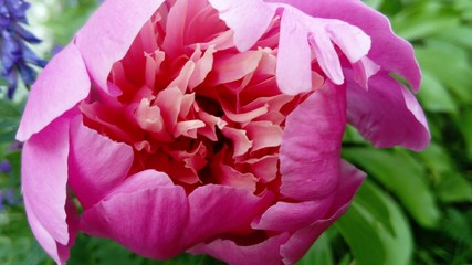 closeup of pink flower