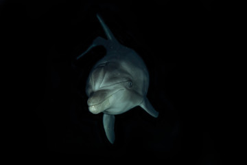 Dolphin swimming with divers in the Red Sea, Eilat Israel