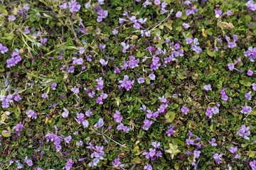 Naklejka premium Flowers of the clover Trifolium acaule, in Ethiopia.