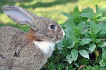 Cute gray domestic rabbit eats grass in the park.