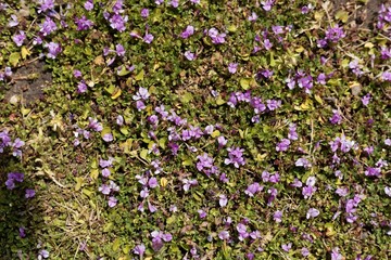 Obraz premium Flowers of the clover Trifolium acaule, in Ethiopia.
