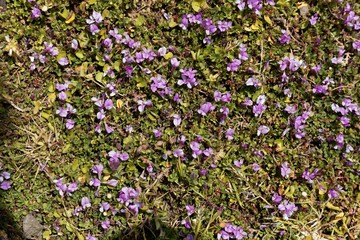 Flowers of the clover Trifolium acaule, in Ethiopia.
