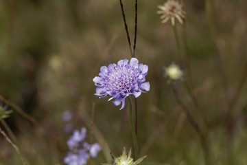 Flower of a pigeon scabious, Scabiosa columbaria