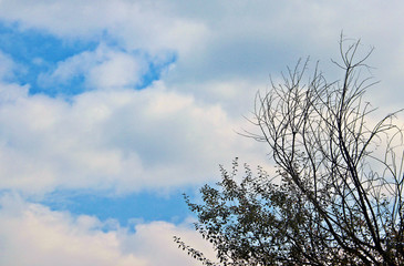 하늘과 나무가지