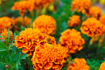 Orange marigolds aka tagetes erecta flower on the flowerbed