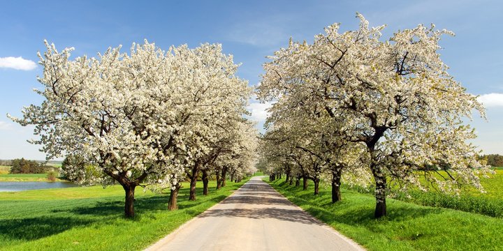 road and alley of flowering cherry trees