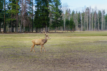 Cute and friendly deer herd of safari deer park in Latvia during feeding at sunny spring morning with pine tree forest in background and blue sky