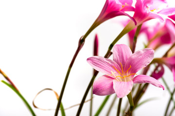 Pink lily flowers in bloom