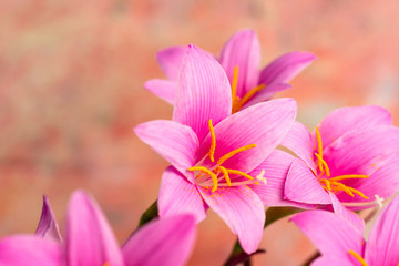 Pink lily flowers in bloom on pastel background