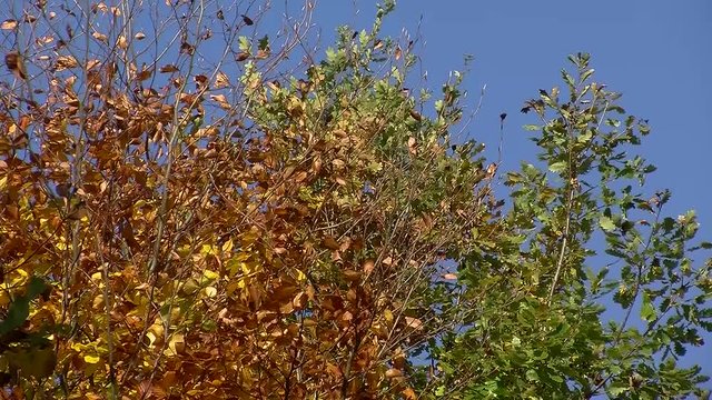 Die teilweise schon gef&auml;rbten Bl&auml;tter zeigen es an:  der Herbst beginnt