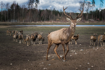 Dramatic deer herd leader of safari deer park in Latvia during feeding at sunny spring morning with pine tree forest in background and blue cloudy sky