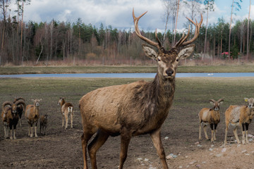 Dramatic deer herd leader of safari deer park in Latvia during feeding at sunny spring morning with pine tree forest in background and blue cloudy sky