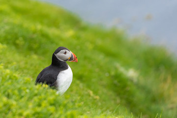 Fototapeta premium Puffins on Mykines cliffs and atlantic ocean. Mykines island, Faroe Islands, Europe.