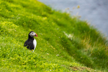Puffins on Mykines cliffs and atlantic ocean. Mykines island, Faroe Islands, Europe.