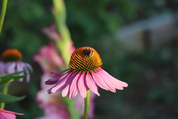 bee on flower