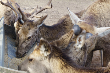Cute and friendly deer herd of safari deer park in Northen Europe during feeding with grain at sunny morning with blue cloudy sky