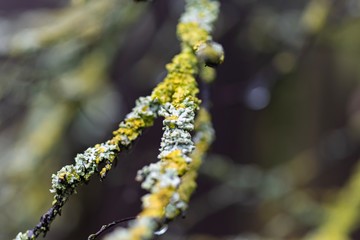 Naklejka premium buds on tree