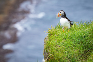 Puffins on Mykines cliffs and atlantic ocean. Mykines island, Faroe Islands, Europe.