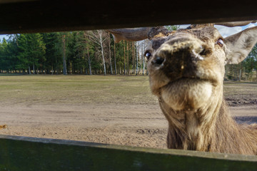 Cute and friendly close up of a deer nose at safari deer park in Latvia during feeding at sunny spring morning