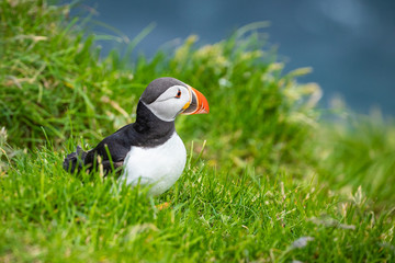 Puffins on Mykines cliffs and atlantic ocean. Mykines island, Faroe Islands, Europe.