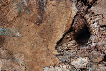 sezione di tronco,parco nazionale della sila