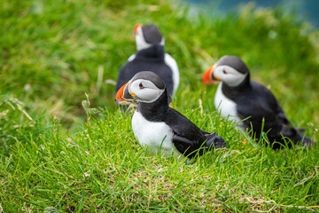 Puffins on Mykines cliffs and atlantic ocean. Mykines island, Faroe Islands, Europe.