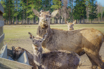 Fototapeta premium Cute and friendly deer herd of safari deer park in Latvia during feeding at sunny spring morning with pine tree forest in background