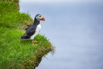 Puffins on Mykines cliffs and atlantic ocean. Mykines island, Faroe Islands, Europe.