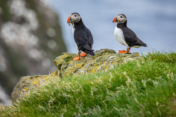 Puffins on Mykines cliffs and atlantic ocean. Mykines island, Faroe Islands, Europe.