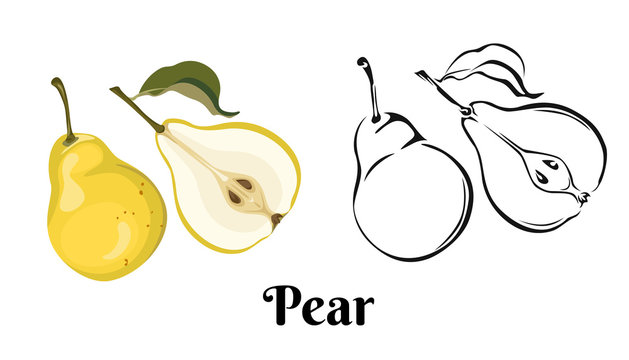 Ripe yellow pear isolated on white background. Vector image of sweet fruit with green leaf whole and half in cartoon flat simple style. Color illustration and black and white outline. 