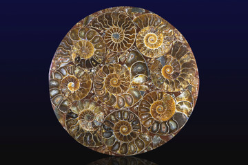 Closeup of an ammonite prehistoric fossil - detail