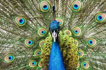 Obraz premium Peacock