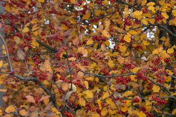 Baum in herbstlichen Farben, Ausschnittaufnahme
