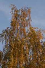 Birke in herbstlichen Farben 