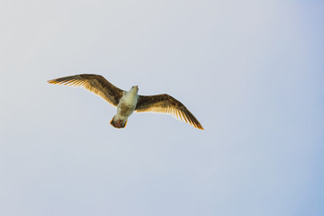 seagull in flight