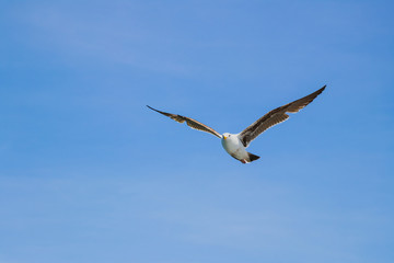 seagull in flight