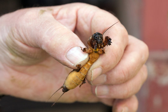 Gryllotalpa, Insect pest, mole cricket  in the hands of a farmer