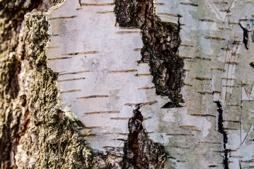 Texture of the birch bark for background