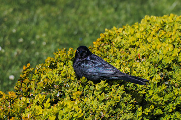 blackbird in the grass