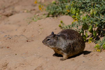 squirrel looking around