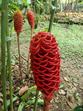 fiore tropicale Ginger Shampoo