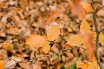 Autumn colorful leaves in the forest