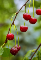 Organic ripe red cherries on cherry tree branch