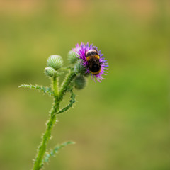 Hummel auf Distelblüte